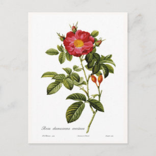 Carte Postale Rosa damascena coccinea