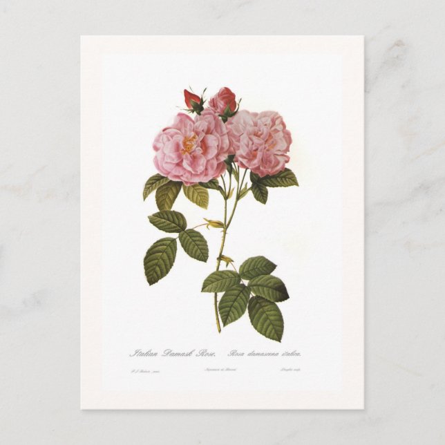 Carte Postale Rosa damascena italica (Devant)