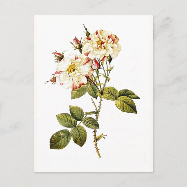 Carte Postale Rosa damascena variegata (Devant)