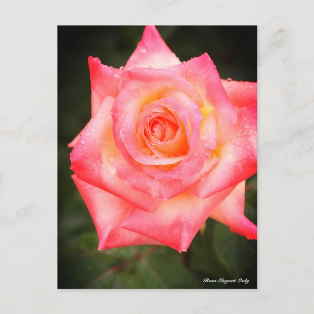 Carte Postale Rosa Elegant Lady (Devant)