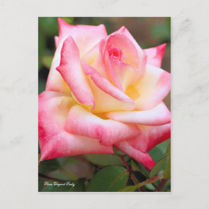 Carte Postale Rosa Elegant Lady [Carte postale]