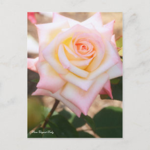 Carte Postale Rosa Elegant Lady [Carte postale]