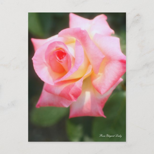 Carte Postale Rosa Elegant Lady [Carte postale] (Devant)