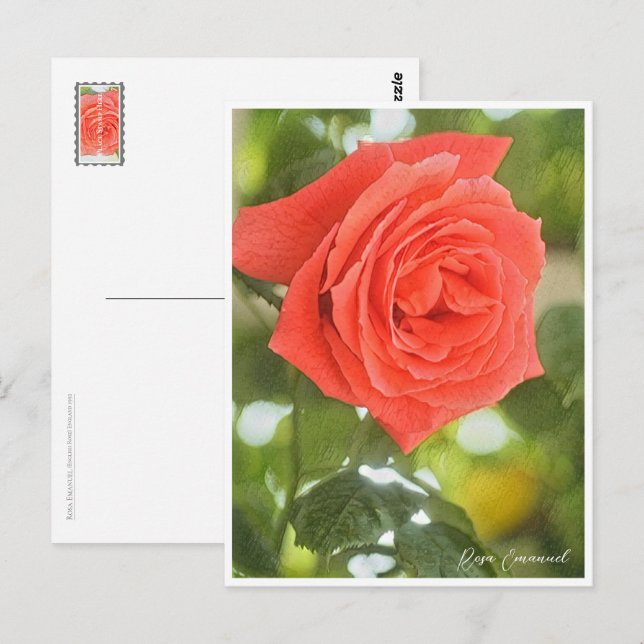 Carte Postale Rosa Emanuel (Devant / Derrière)