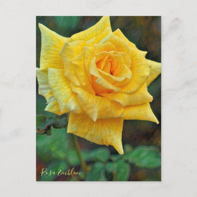 Carte Postale Rosa Emblem [Postcard] (Devant)