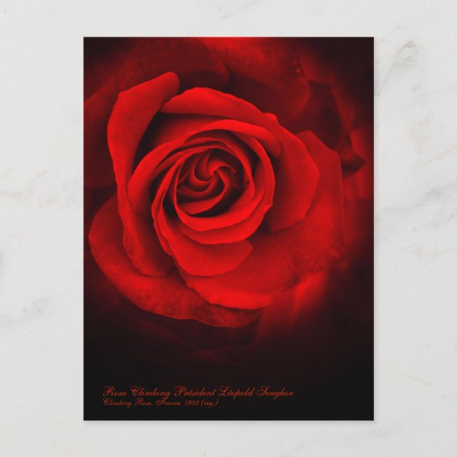 Carte Postale Rosa Escalade Président Léopold Senghor (Devant)