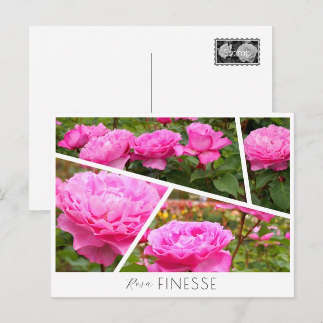 Carte Postale Rosa Finesse (Devant / Derrière)