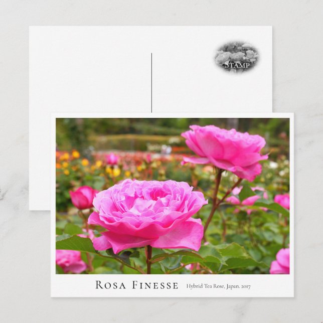 Carte Postale Rosa Finesse (Devant / Derrière)