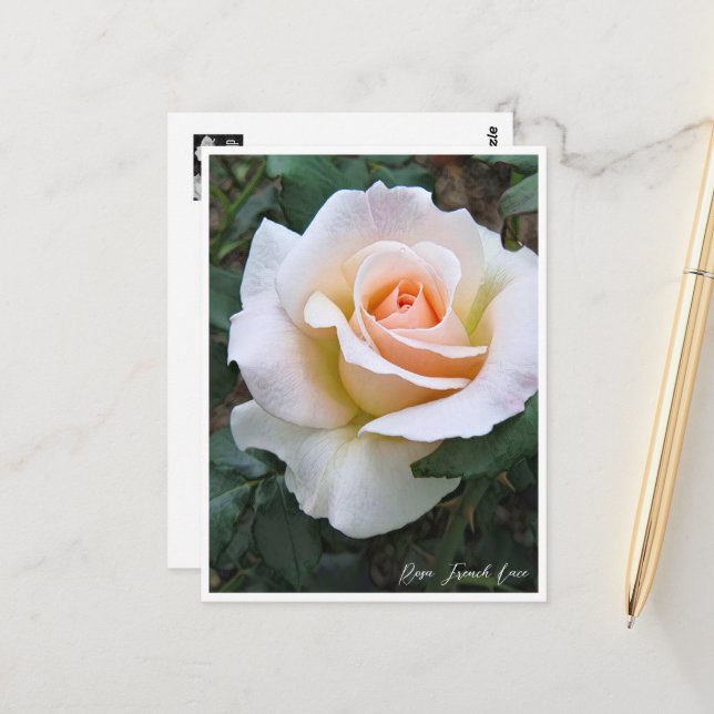 Carte Postale Rosa French Lace (Devant/Arrière en situation)