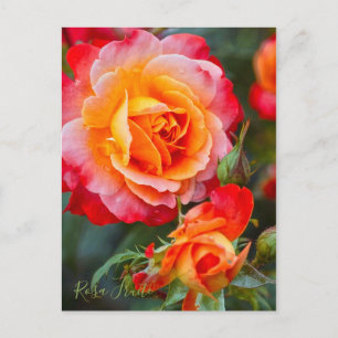 Carte Postale Rosa Fruite [Carte postale]