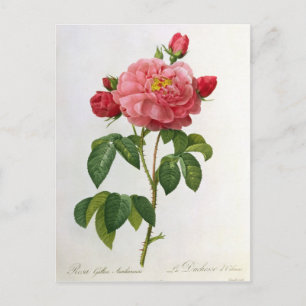 Carte Postale Rosa Gallica Aurelianensis