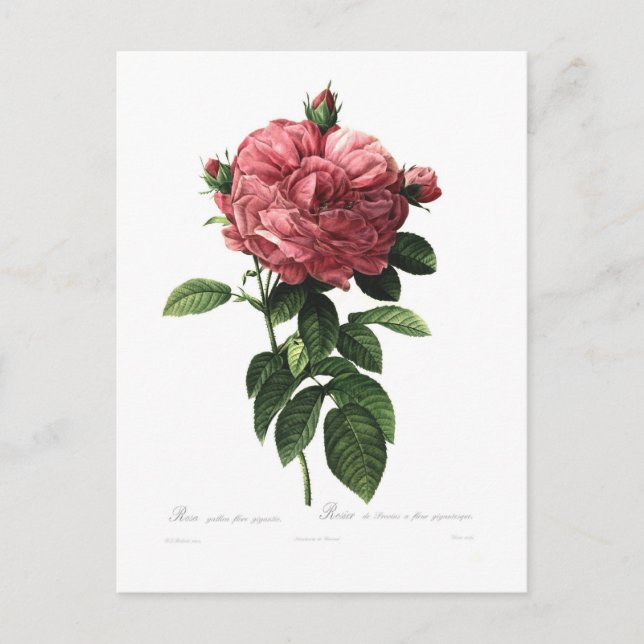 Carte Postale Rosa gallica flore giganteo (Devant)