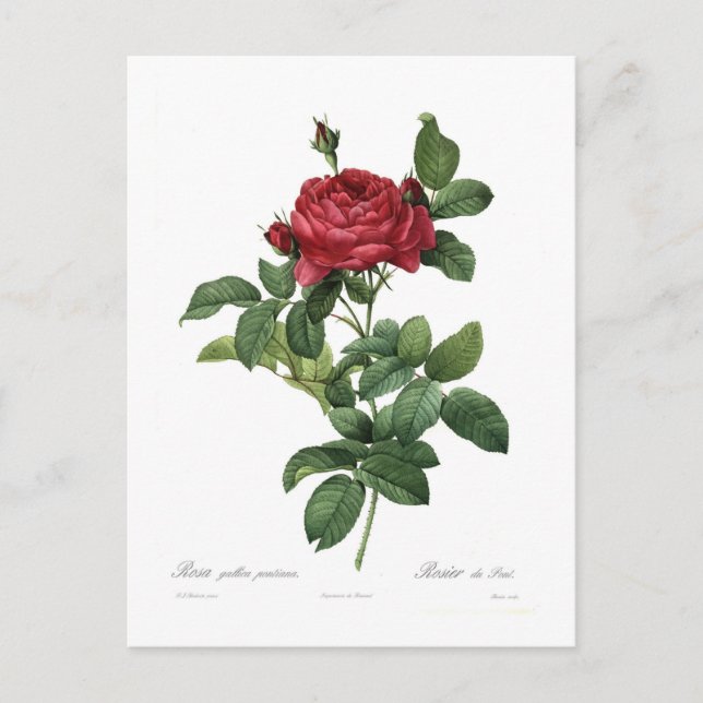 Carte Postale Rosa gallica pontiana (Devant)