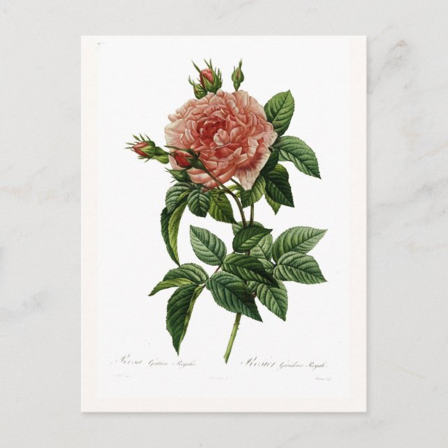 Carte Postale Rosa gallica regalis (Devant)