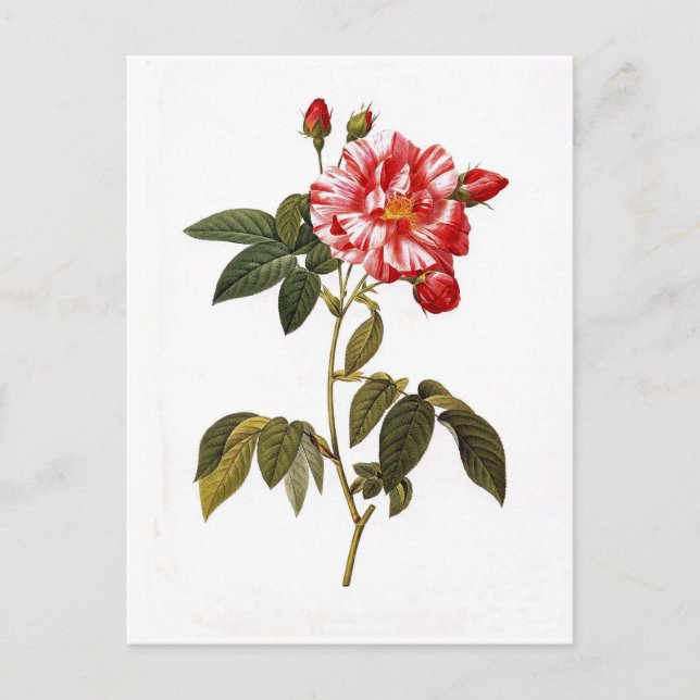 Carte Postale Rosa gallica versicolor (Devant)
