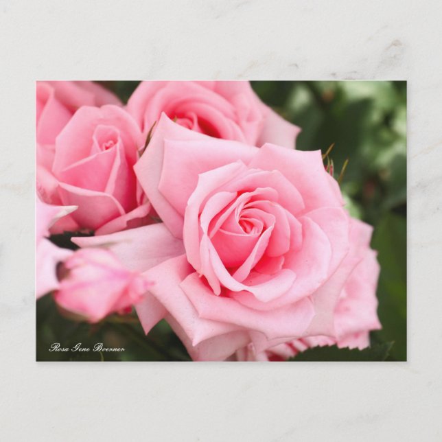 Carte Postale Rosa Gene Boerner [Carte postale] (Devant)