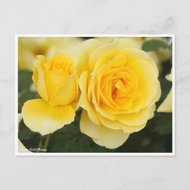 Carte Postale Rosa Gold Bunny (Devant)