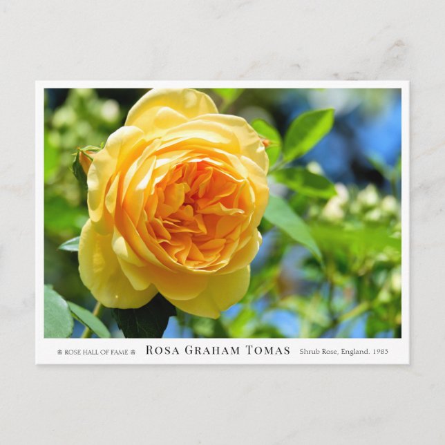 Carte Postale Rosa Graham Tomas (Devant)