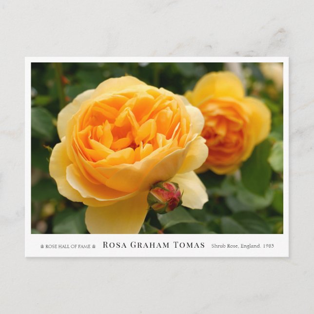 Carte Postale Rosa Graham Tomas (Devant)
