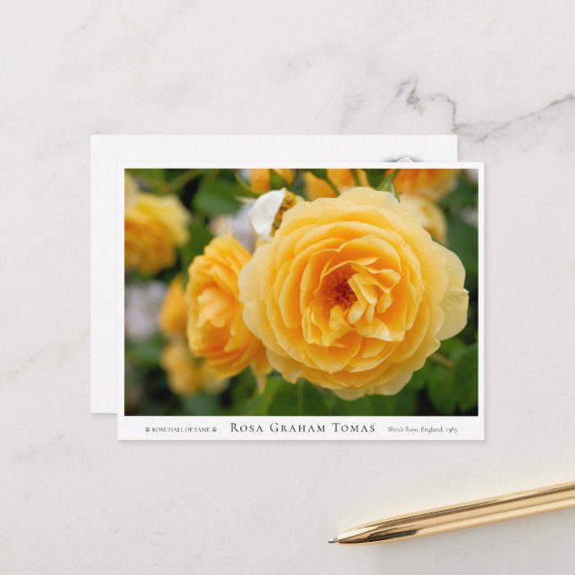 Carte Postale Rosa Graham Tomas (Devant/Arrière en situation)