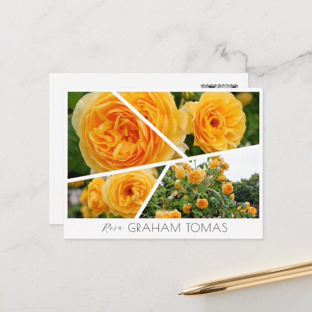 Carte Postale Rosa Graham Tomas (Devant/Arrière en situation)