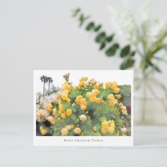 Carte Postale Rosa Graham Tomas (Debout devant)