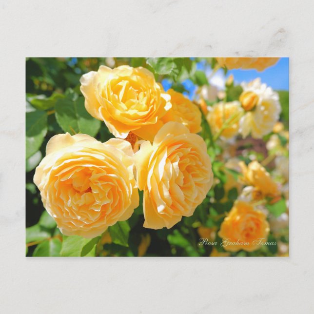 Carte Postale Rosa Graham Tomas [Carte postale] (Devant)