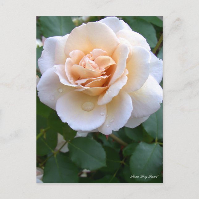 Carte Postale Rosa Grey Pearl [Carte postale] (Devant)