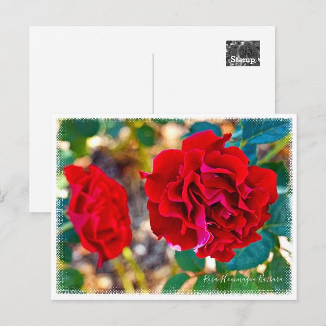 Carte Postale Rosa Hommage a Barbara (Devant / Derrière)
