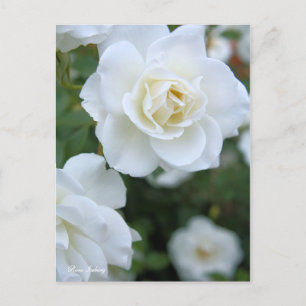 Carte Postale Rosa Iceberg [Carte postale]