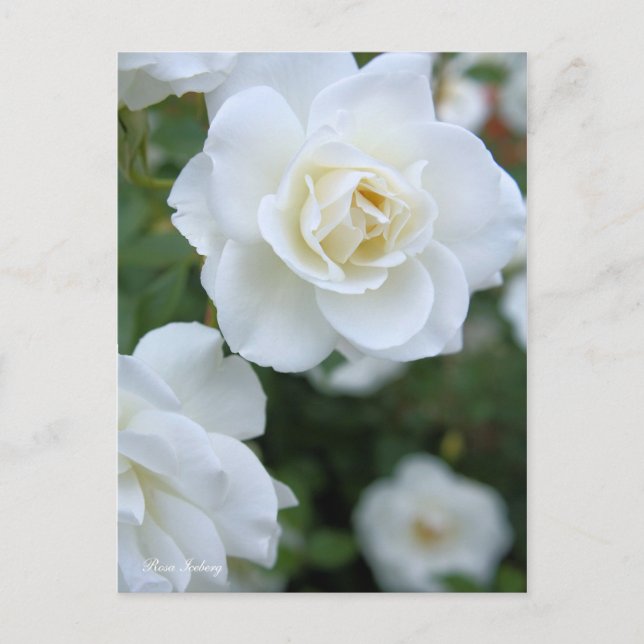 Carte Postale Rosa Iceberg [Carte postale] (Devant)