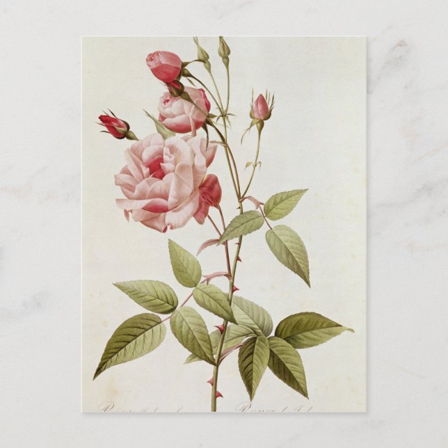 Carte Postale Rosa Indica Vulgaris, de 'Les Roses (Devant)