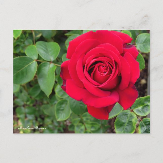 Carte Postale Rosa Ingrid Bergman (Devant)