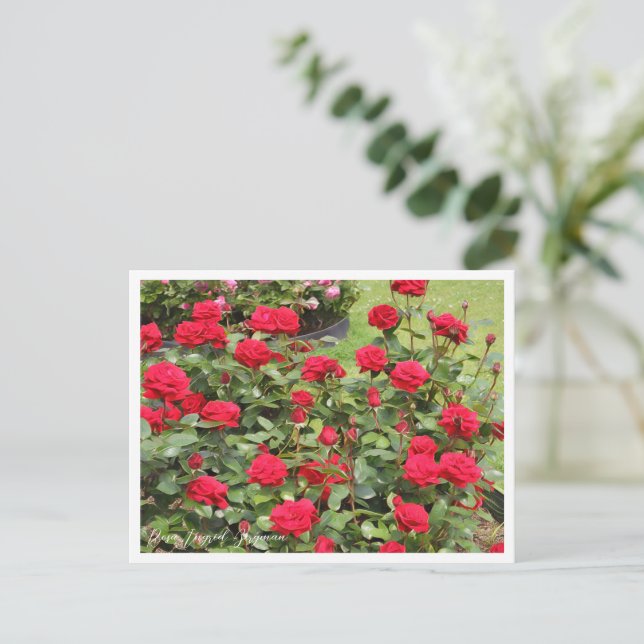 Carte Postale Rosa Ingrid Bergman (Debout devant)