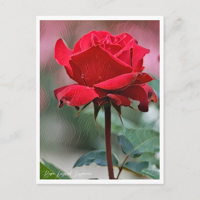 Carte Postale Rosa Ingrid Bergman (Devant)