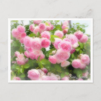Carte Postale Rosa Jasmina