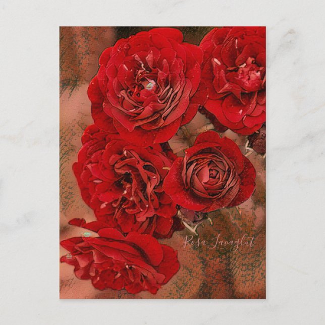 Carte Postale Rosa Lavaglut [Carte postale] (Devant)