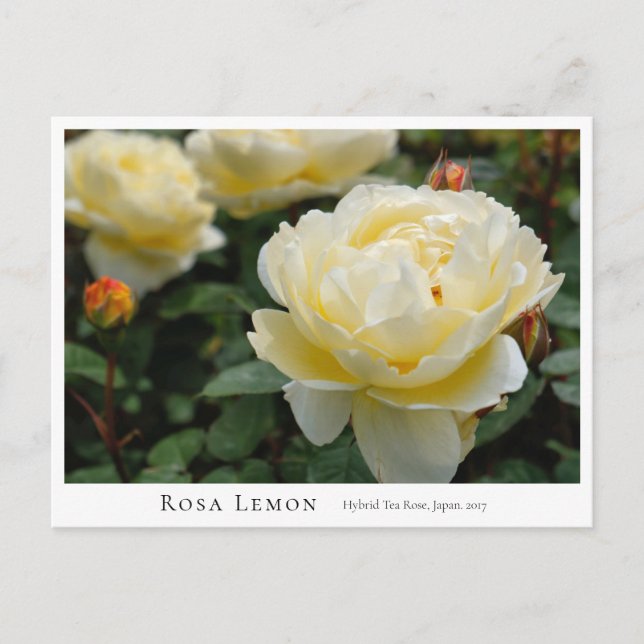 Carte Postale Rosa Lemon (Devant)
