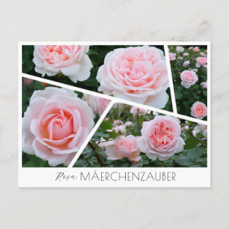 Carte Postale Rosa Mäerchenzauber