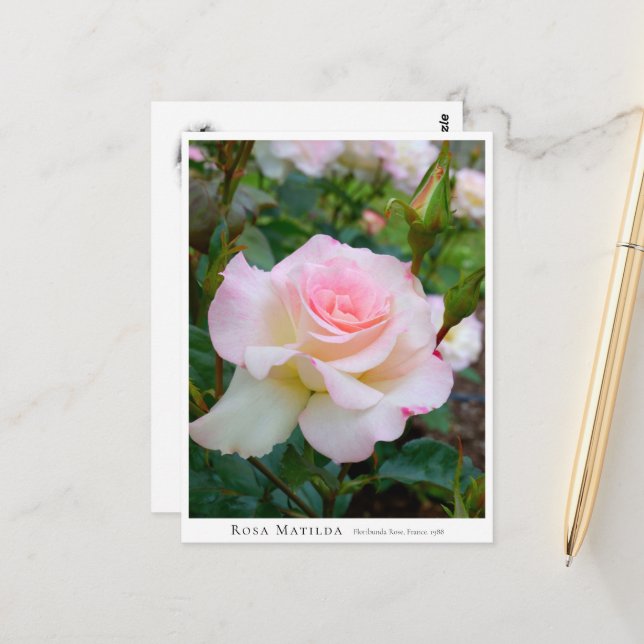 Carte Postale Rosa Matilda (Devant/Arrière en situation)