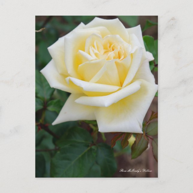 Carte Postale Rosa McGredy's Yellow [Postcard] (Devant)