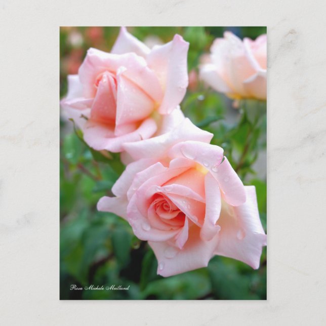 Carte Postale Rosa Michele Meilland [Carte postale] (Devant)