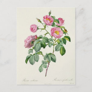 Carte Postale Rosa Mollissima, de 'Les Roses