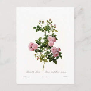Carte Postale Rosa multiflora carnea(Rose multiflore)