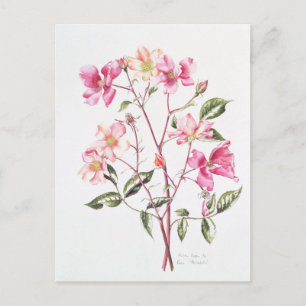 Carte Postale Rosa 'Mutabilis' 1996