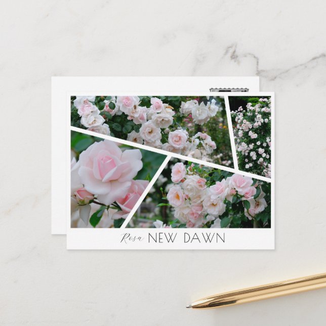 Carte Postale  Rosa New Dawn (Devant/Arrière en situation)