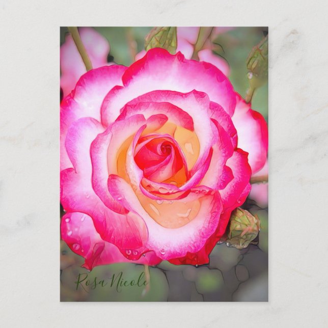 Carte Postale Rosa Nicole [Carte postale] (Devant)