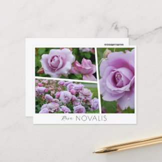 Carte Postale Rosa Novalis