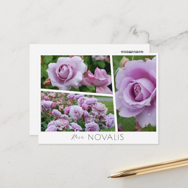 Carte Postale Rosa Novalis (Devant/Arrière en situation)
