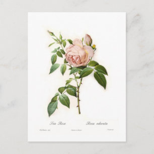 Carte Postale Rosa odorata
